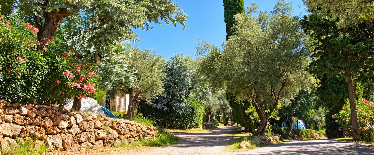 Ein Weg auf Camping Les Philippons zwischen Olivenbäumen, mediterranen Bäumen und Steinmauern